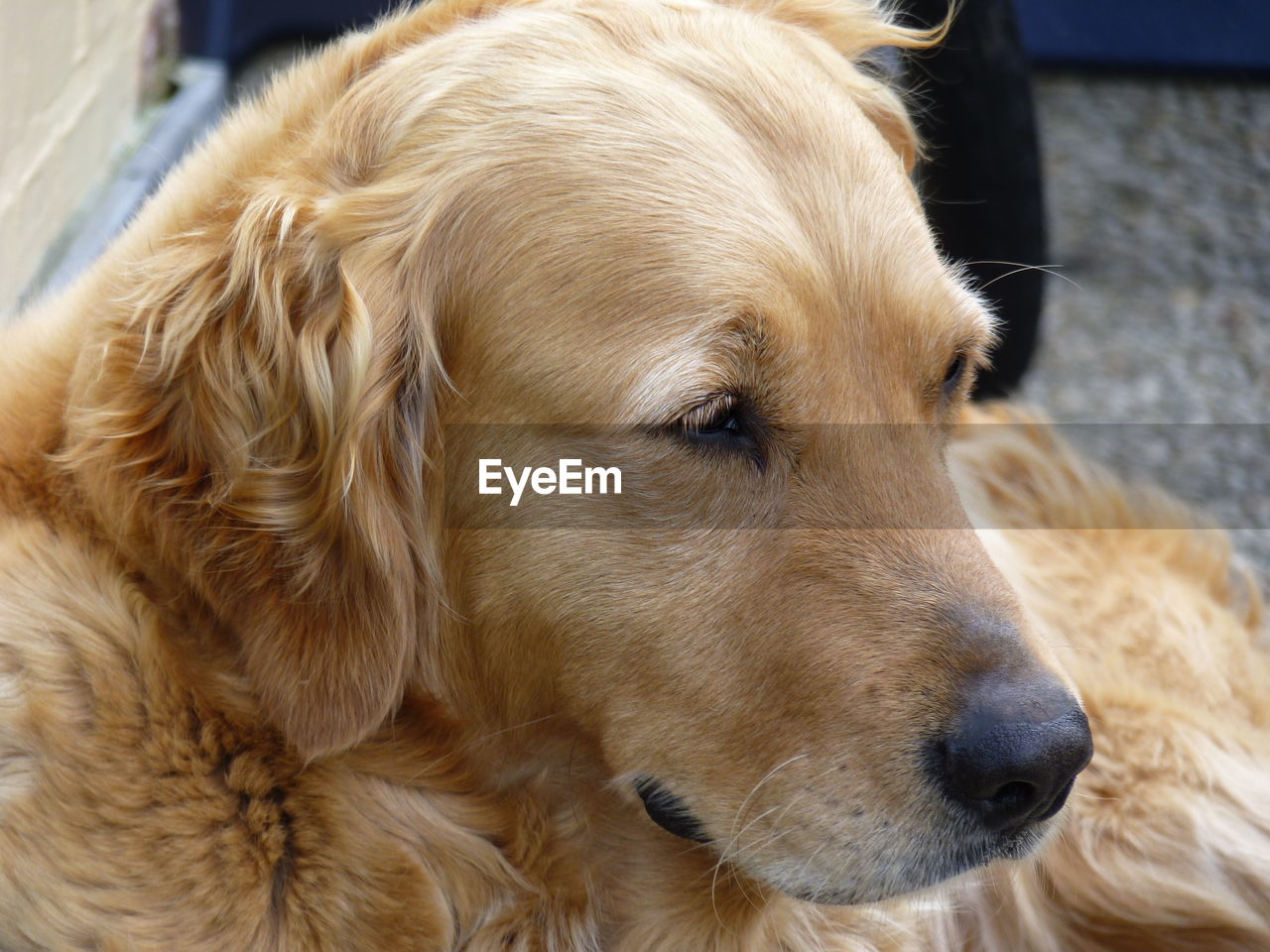 Close-up of golden retriever sitting at home