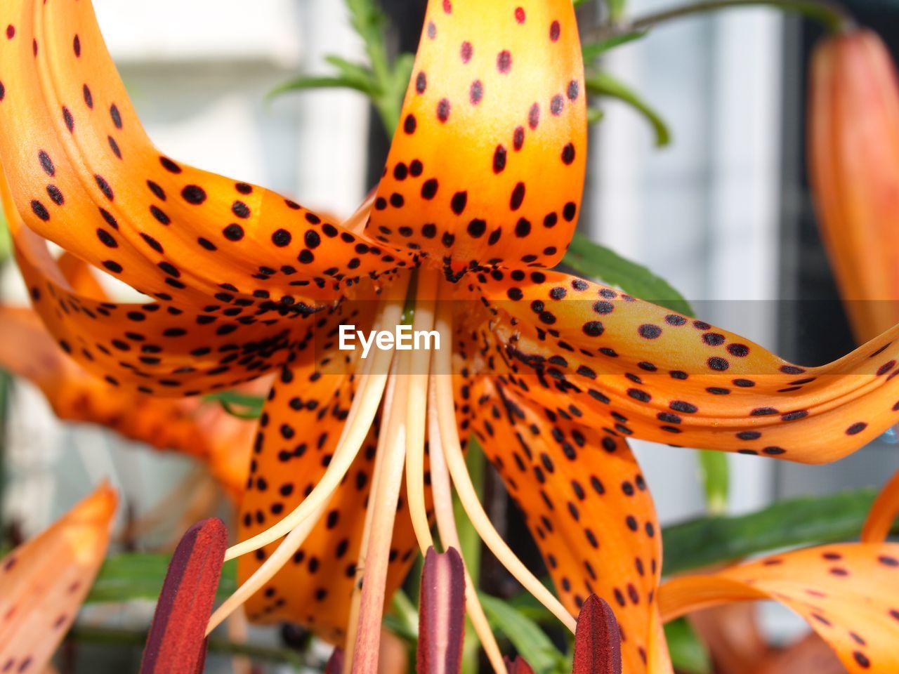 CLOSE-UP OF ORANGE LILY IN BLOOM