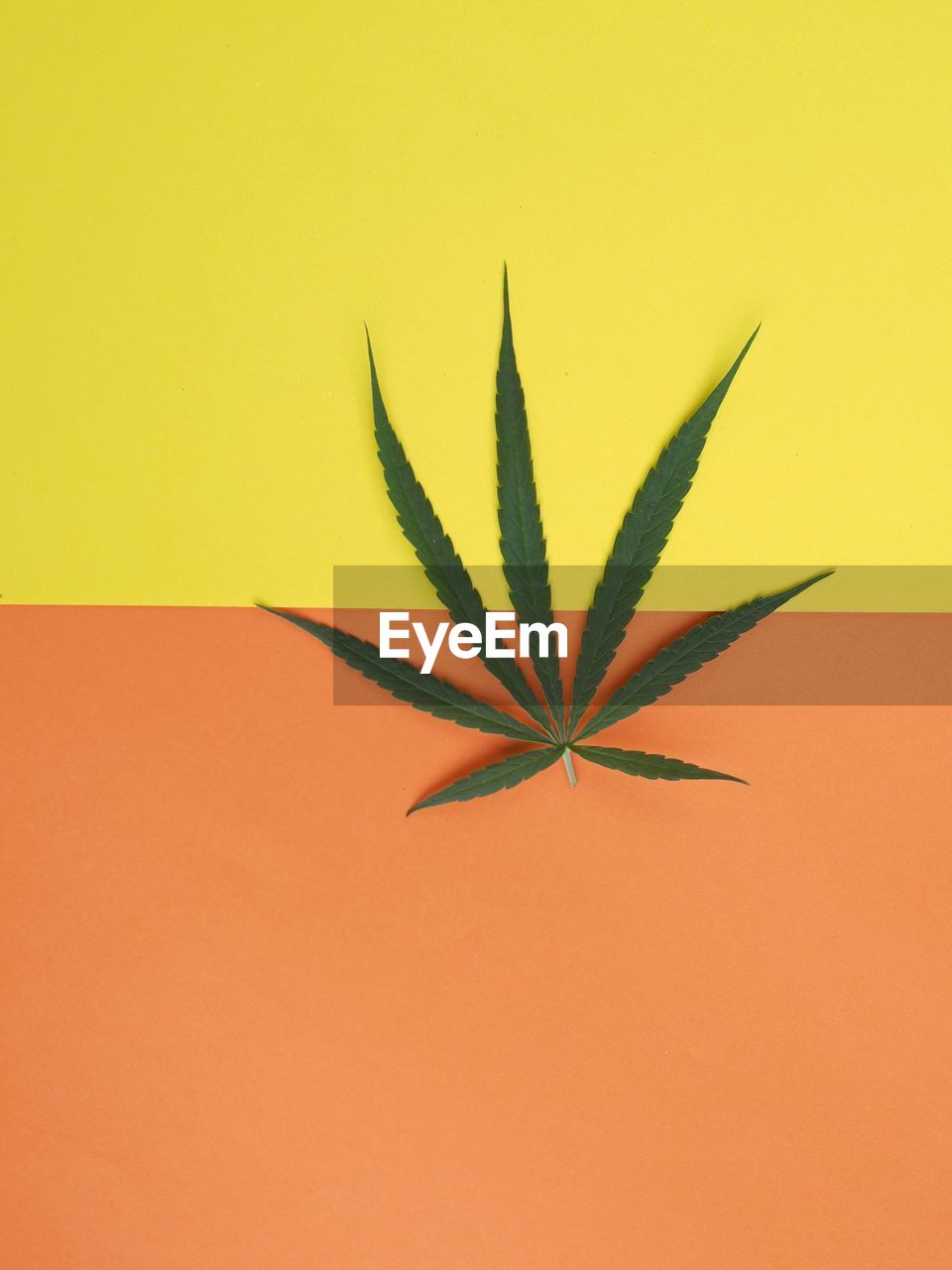 Marijuana cannabis leaf on colorful background