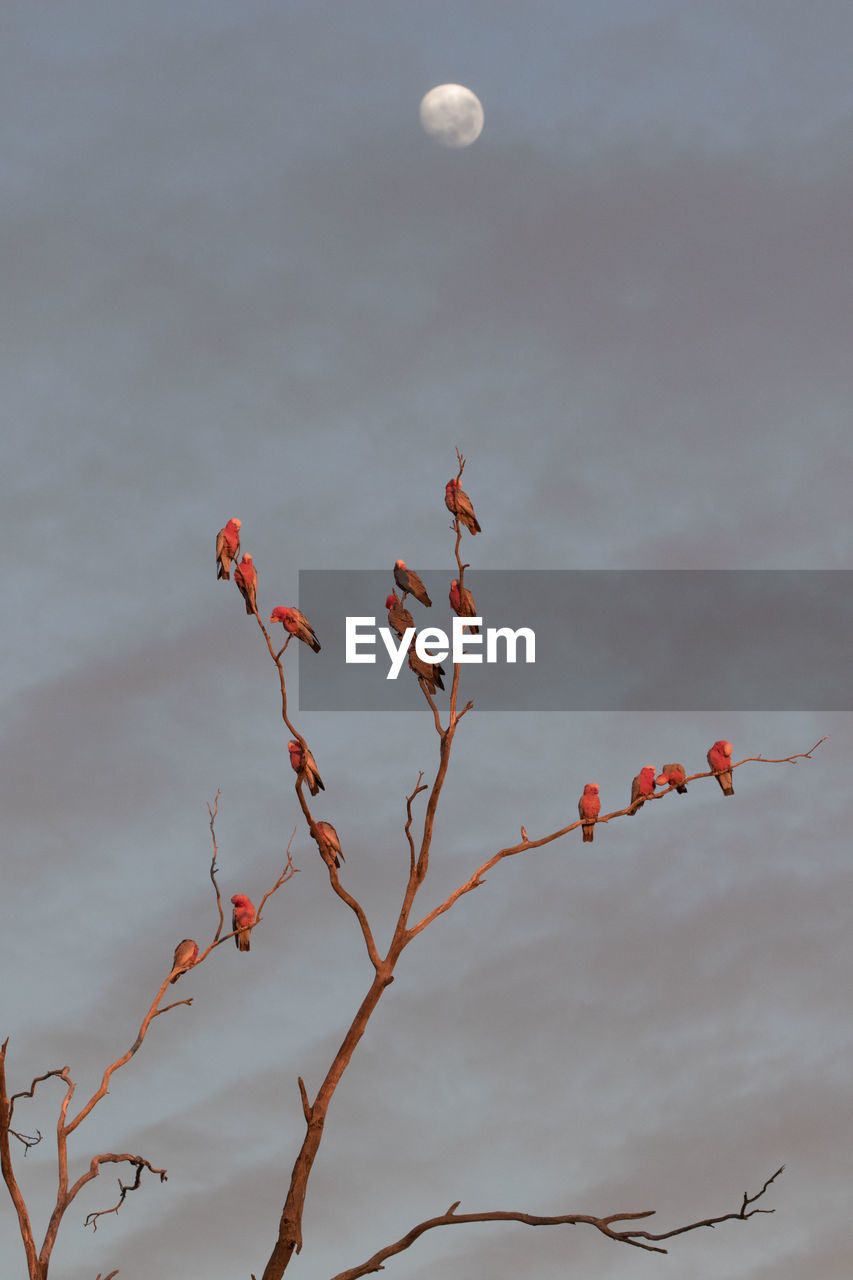 LOW ANGLE VIEW OF RED BERRIES AGAINST SKY