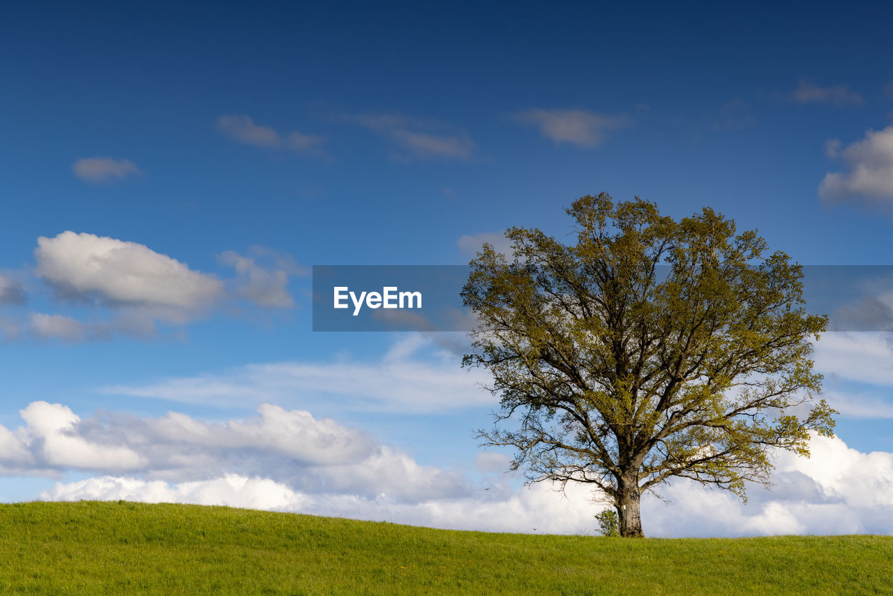 Tree on field against sky