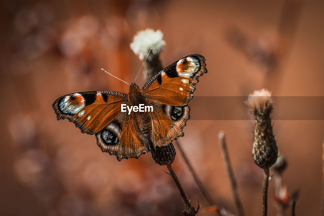 Close-up of butterfly pollinating on flower