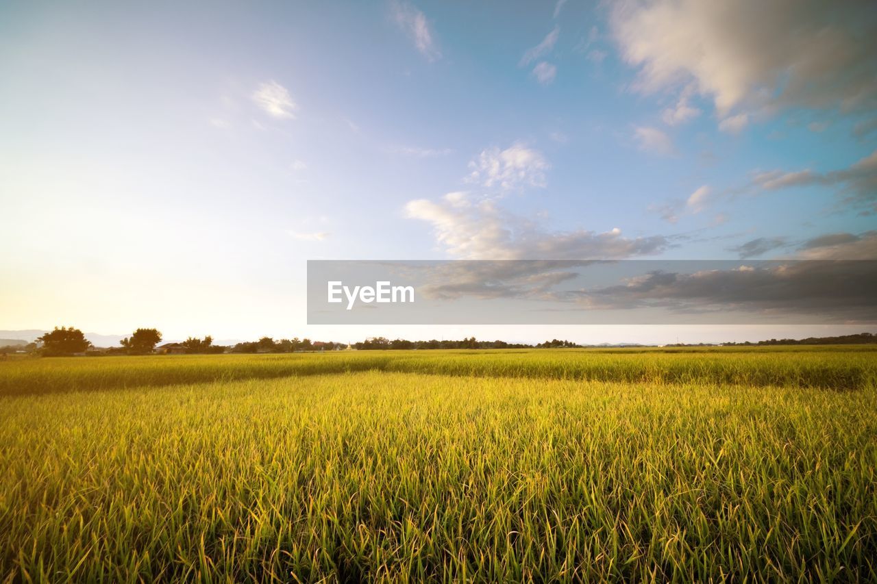 SCENIC VIEW OF FARM FIELD AGAINST SKY