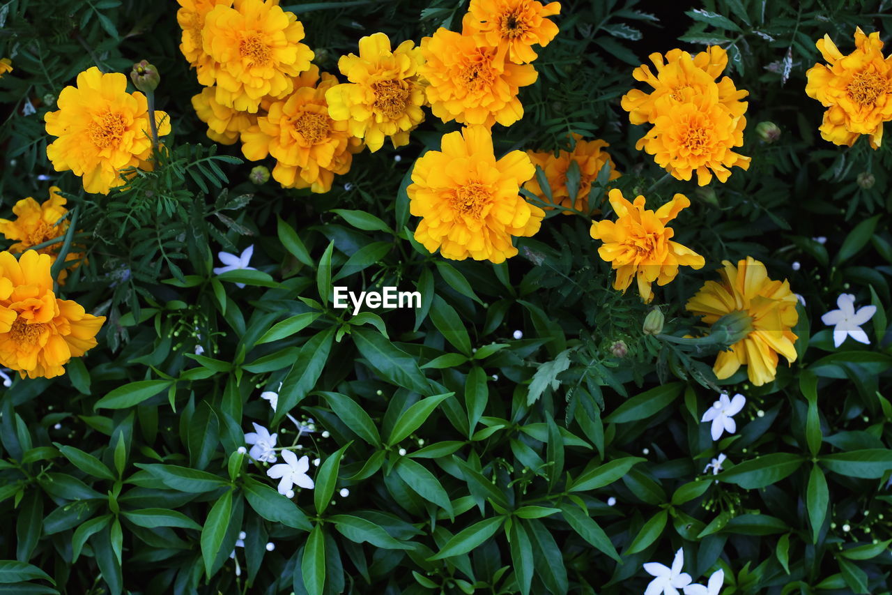 Close-up of yellow flowering plants