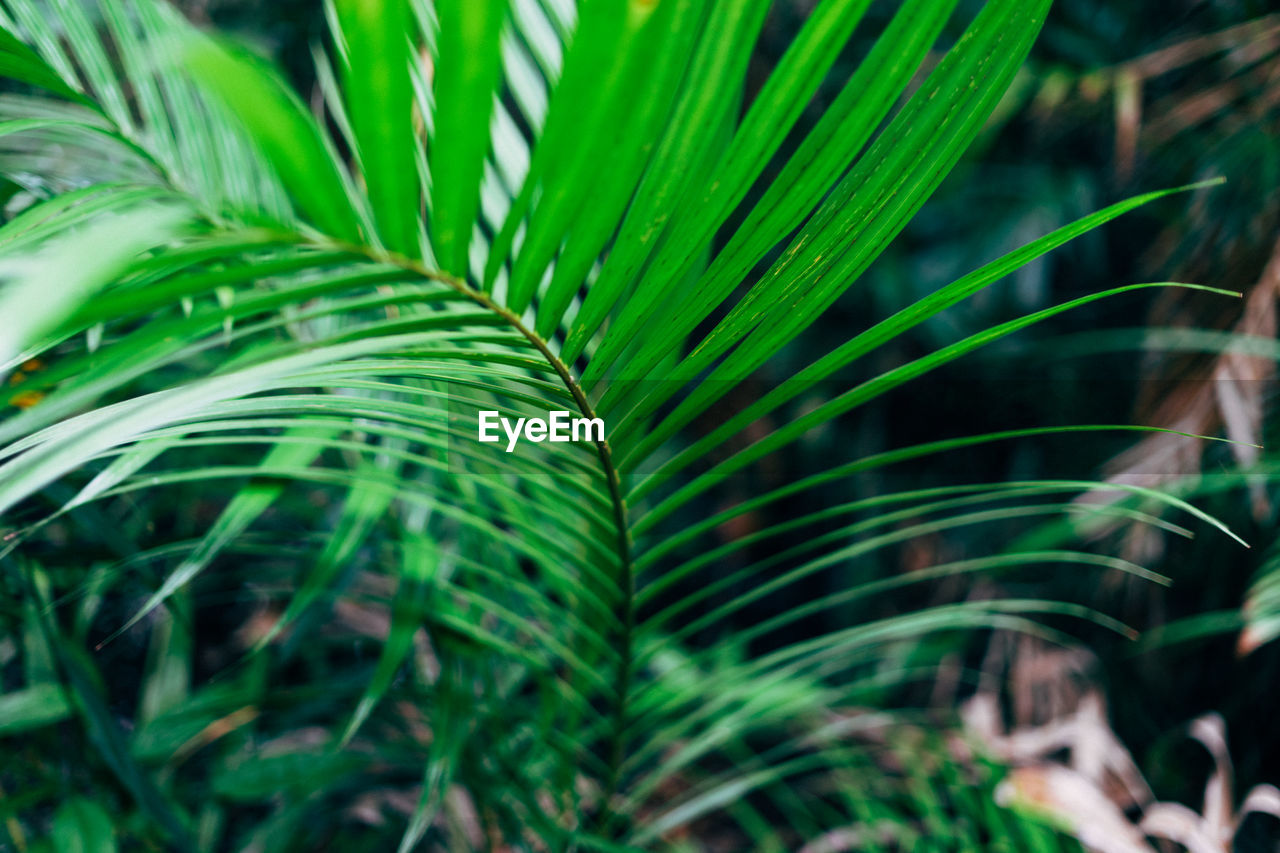 Close-up of green plant