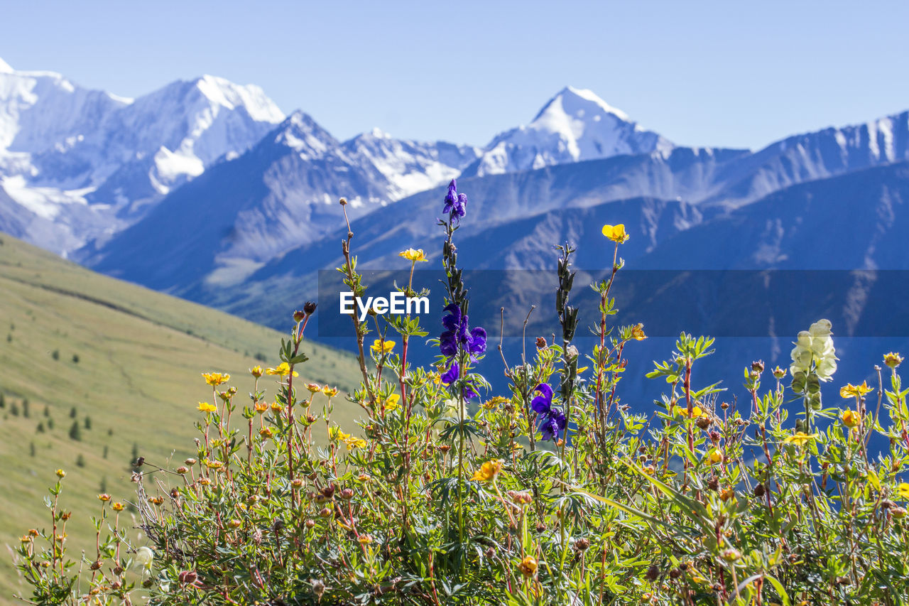 PLANTS GROWING ON FIELD AGAINST MOUNTAINS