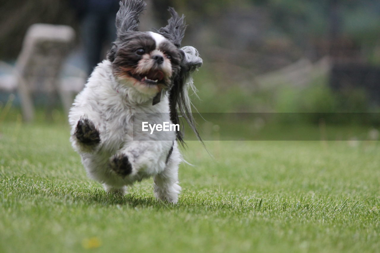 Puppy running on grass at park