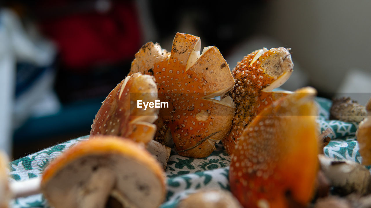 CLOSE-UP OF A SHELL ON A PLATE