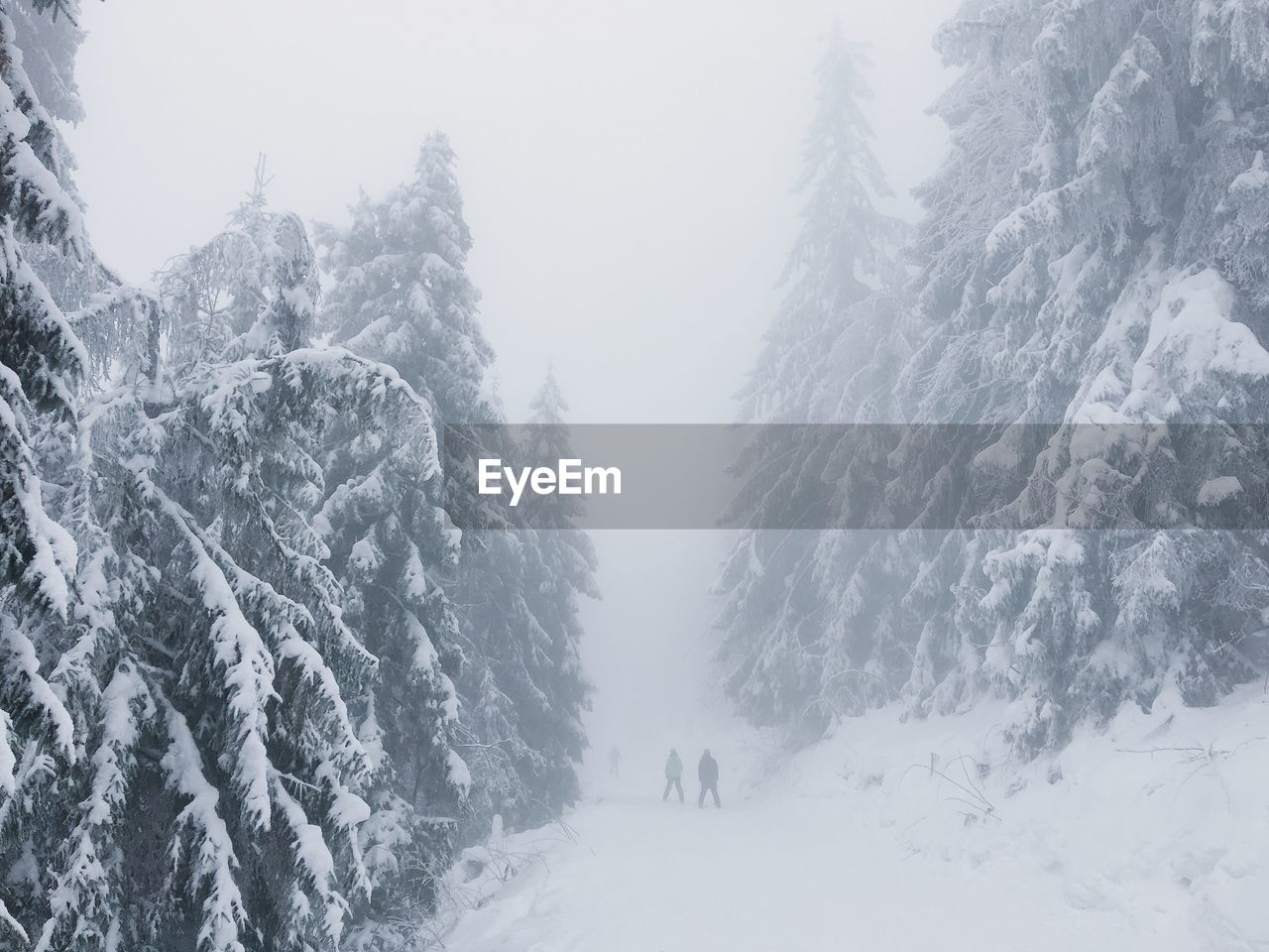 SNOW COVERED TREES IN FOREST