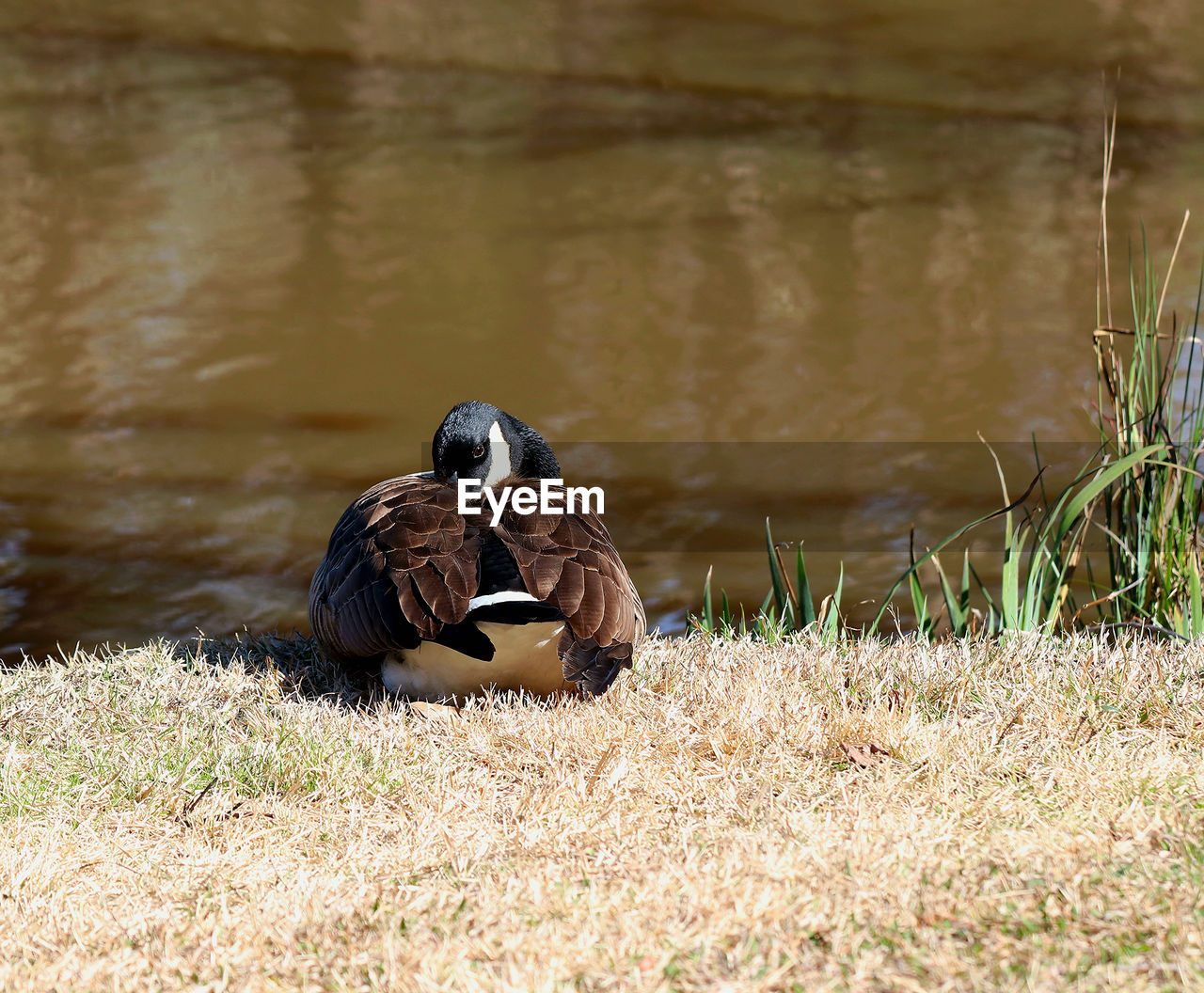 VIEW OF BIRD ON GRASS