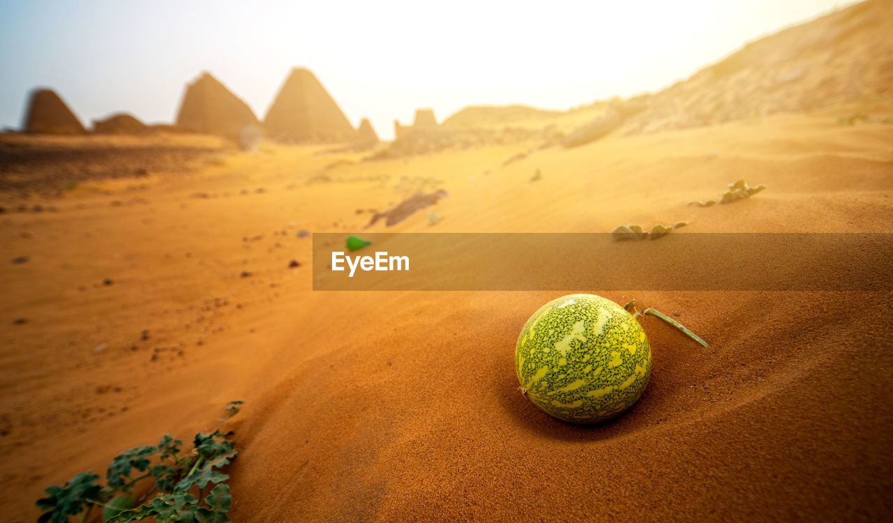 Desert melon in the sand in front of the ruins of the pyramids of meroe, sudan