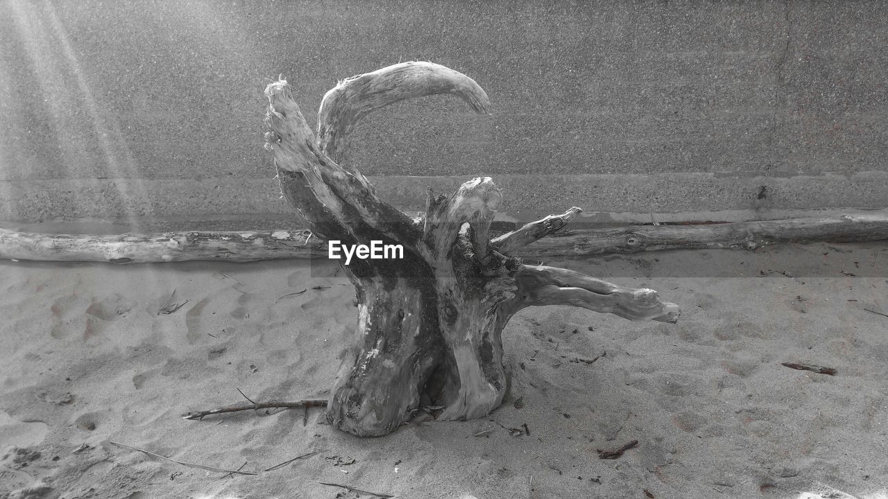 Close-up of tree stump on sand