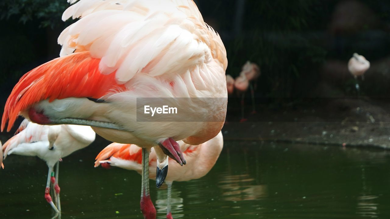 CLOSE-UP OF BIRD