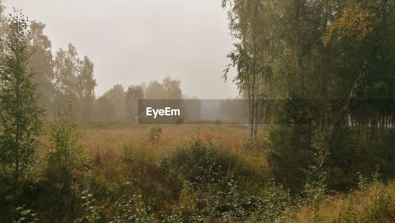 TREES GROWING IN FOREST AGAINST SKY