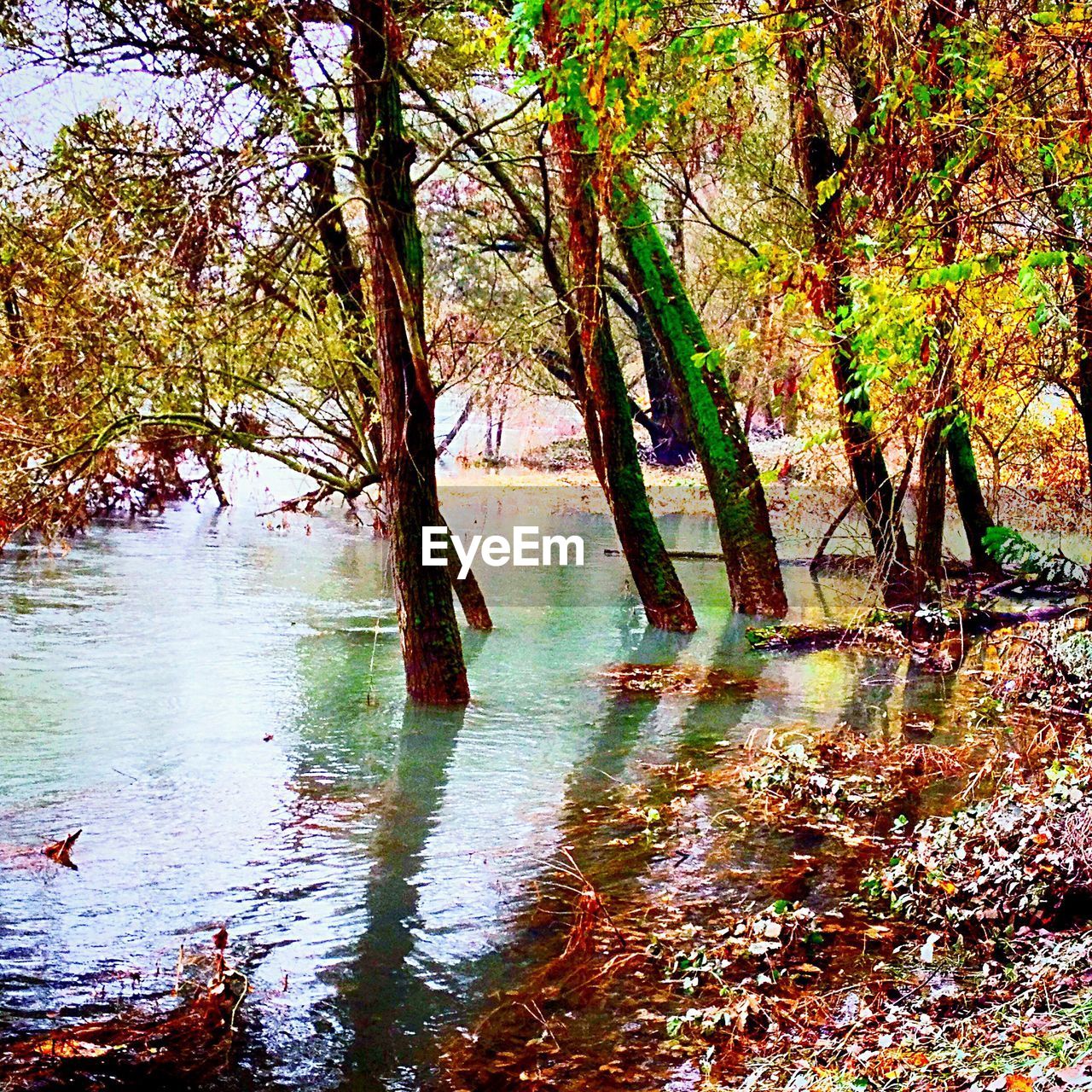 VIEW OF LAKE IN FOREST