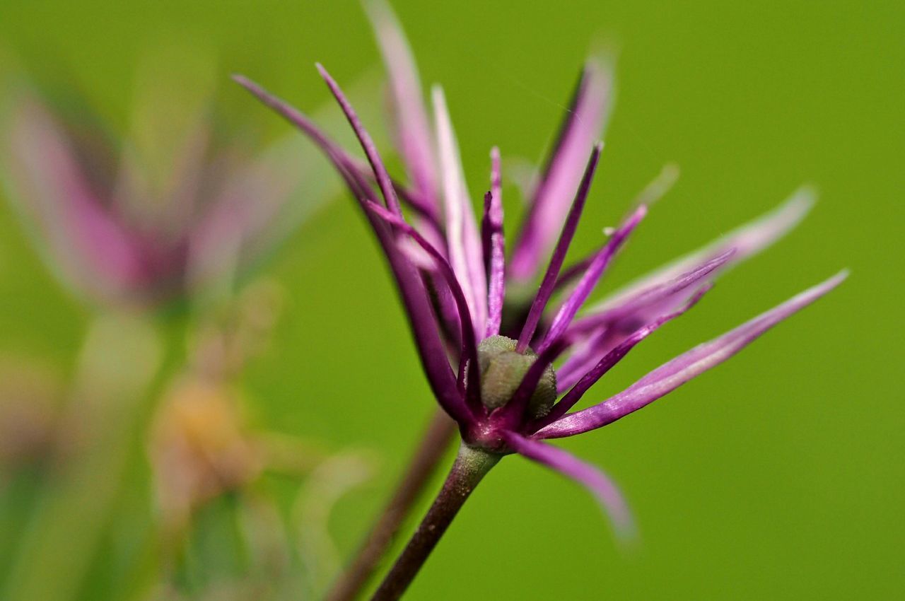 CLOSE-UP OF FRESH PURPLE FLOWER