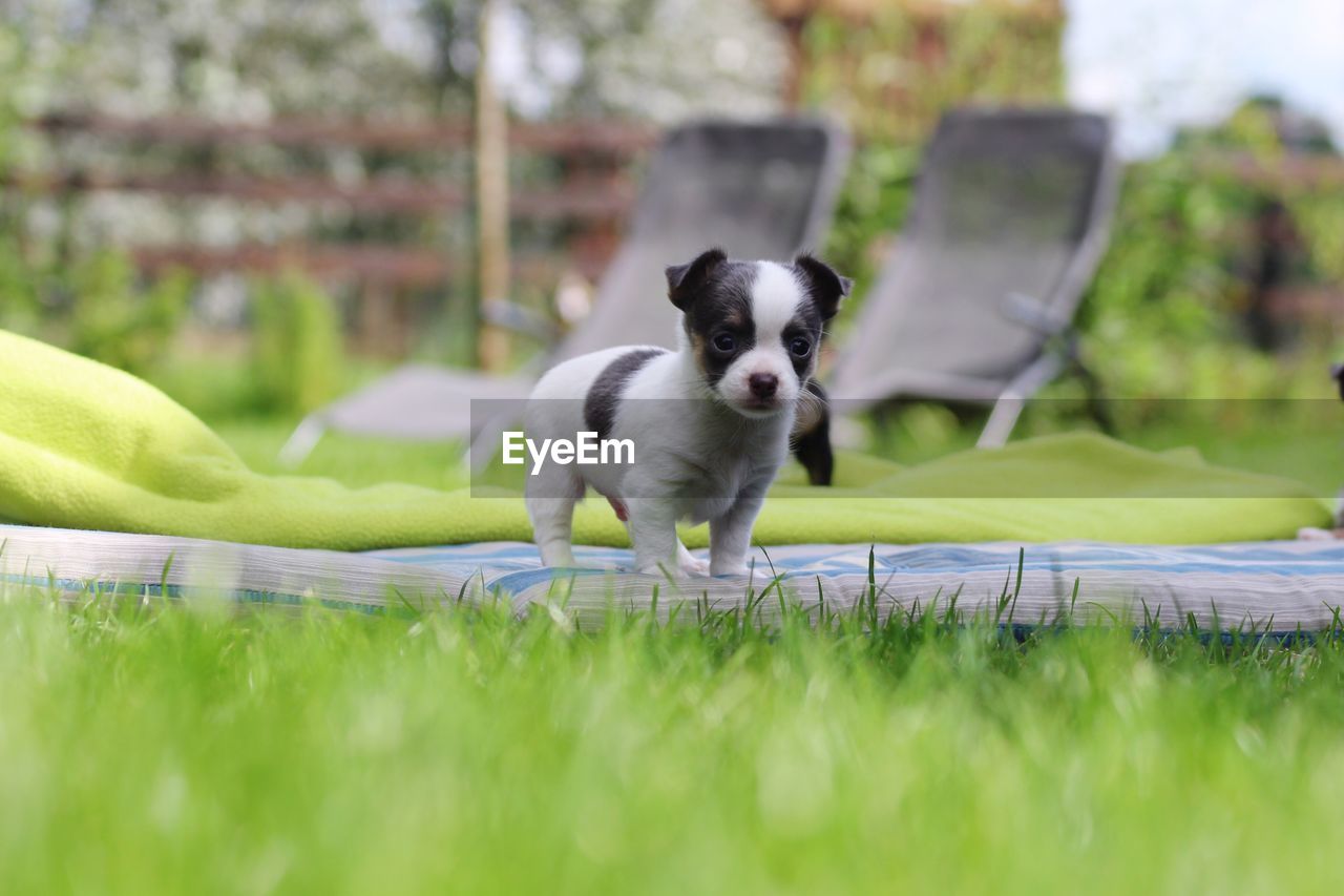 Portrait of a dog sitting on grass