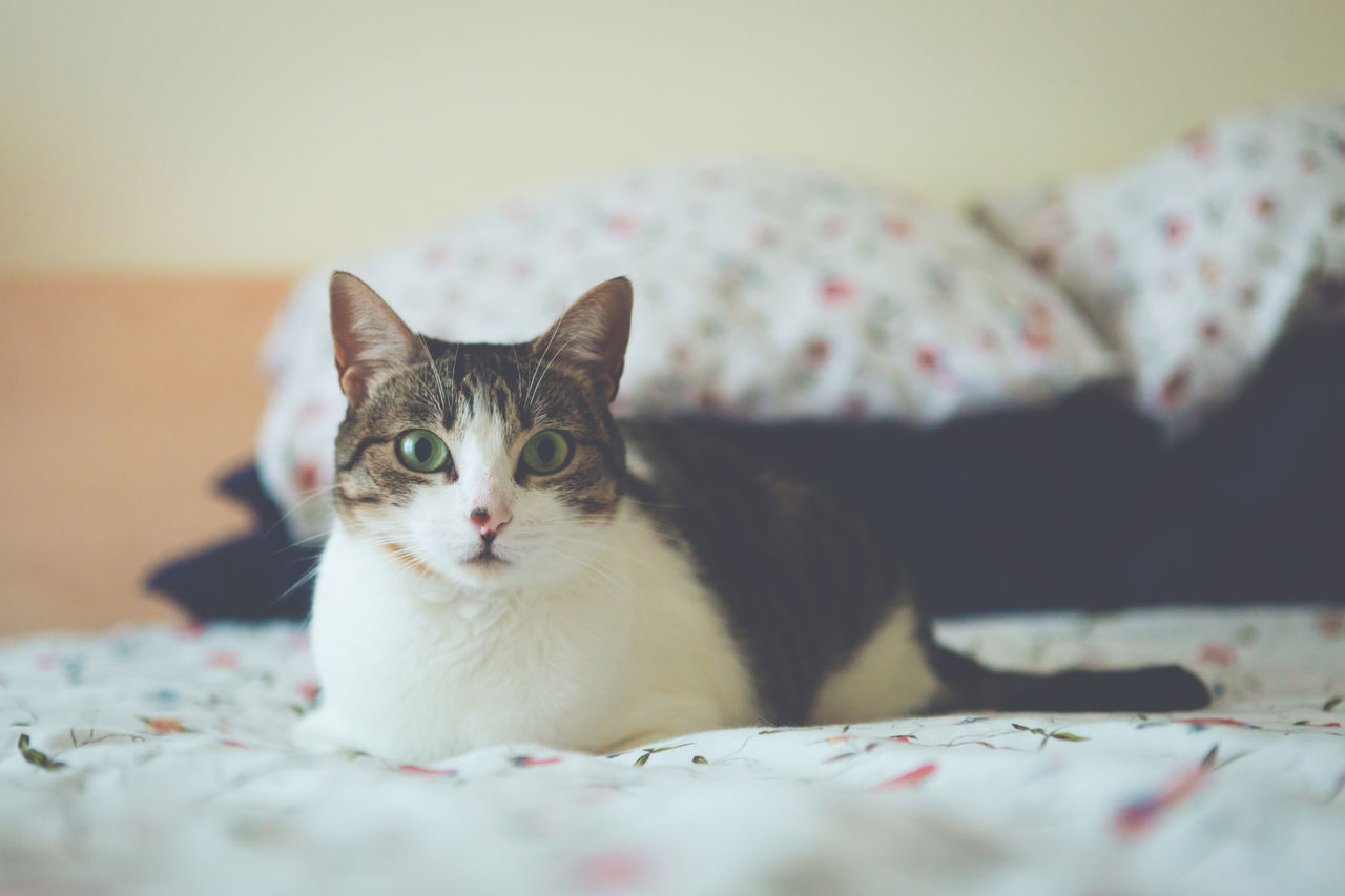 Close-up portrait of cat on bed at home