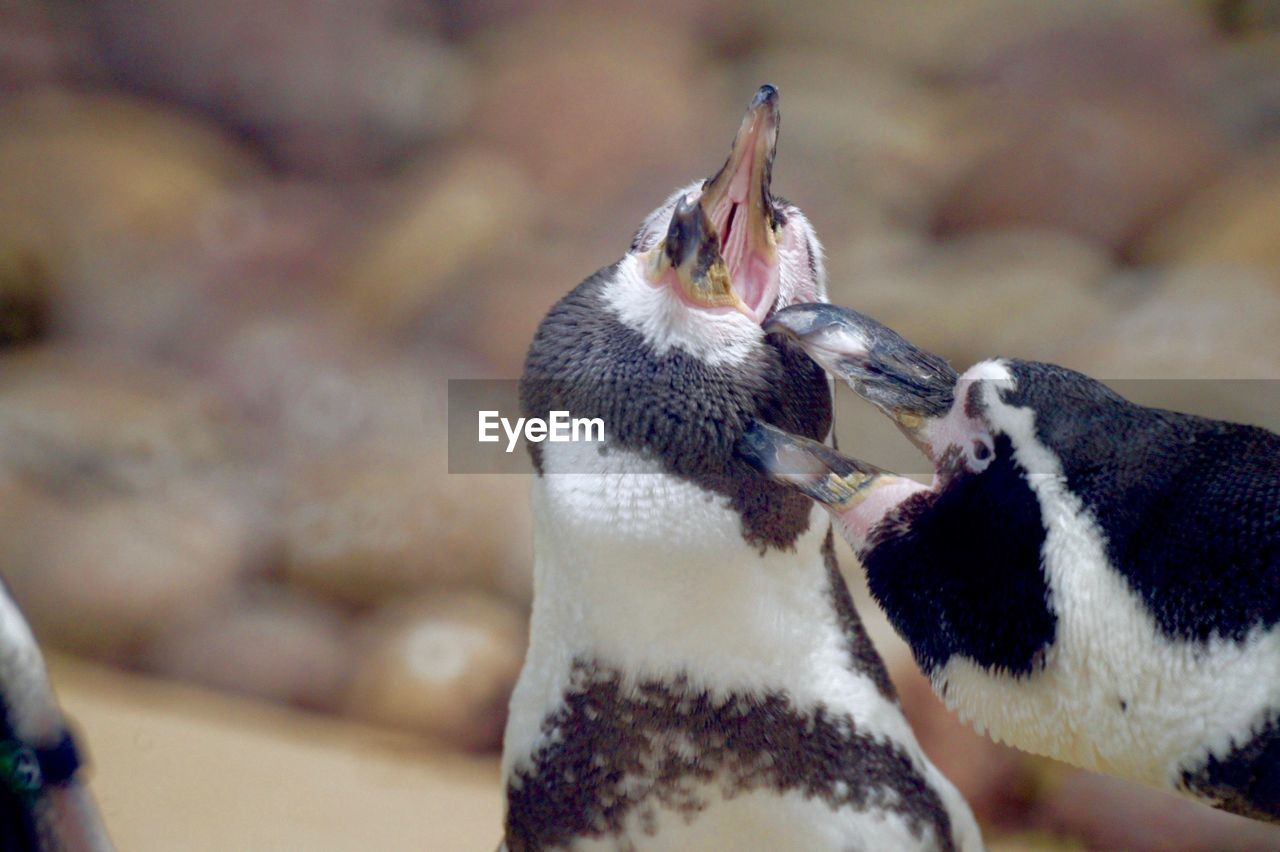 CLOSE-UP OF PENGUINS ON WALL