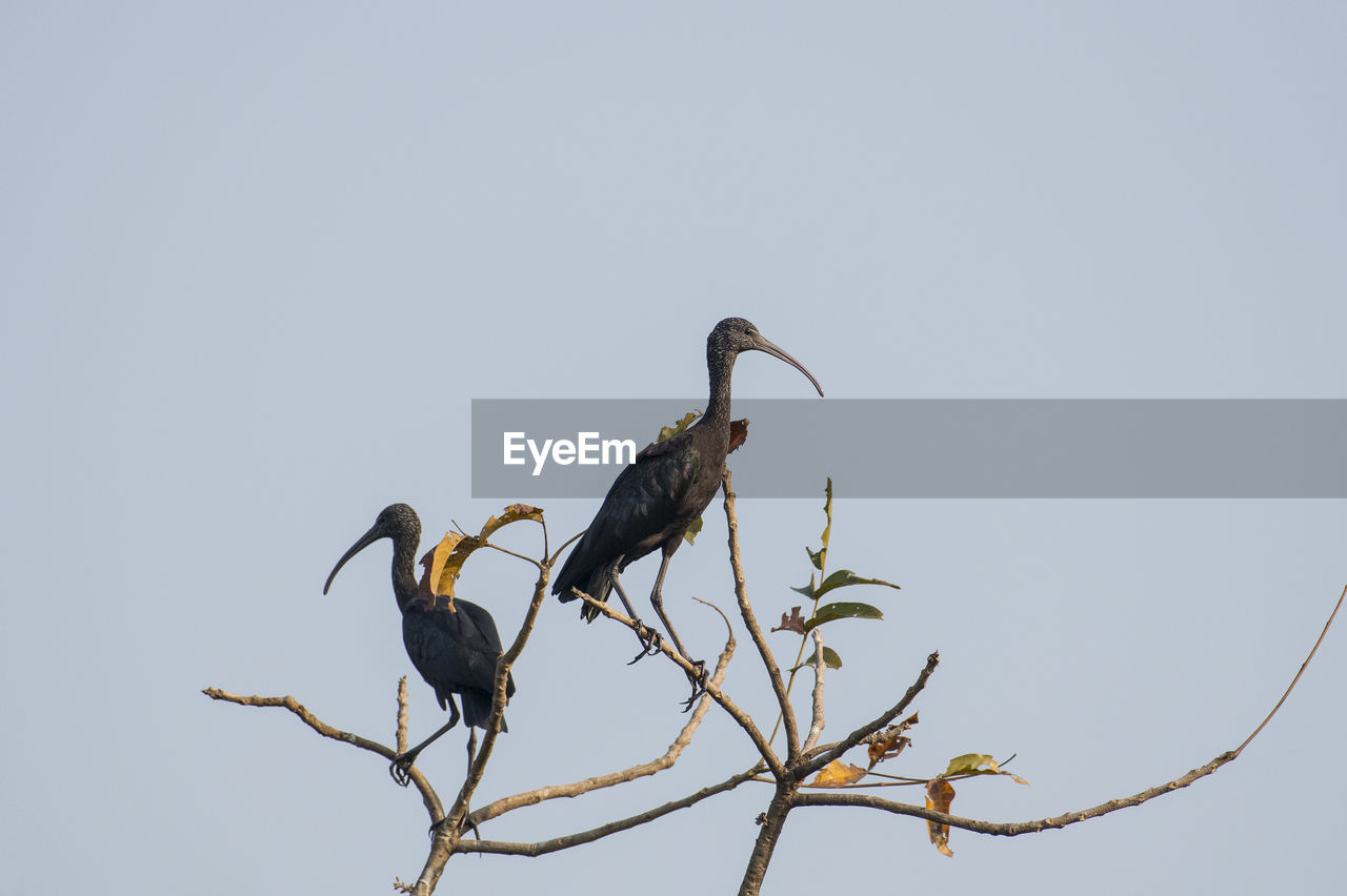 LOW ANGLE VIEW OF BIRD ON TREE AGAINST CLEAR SKY