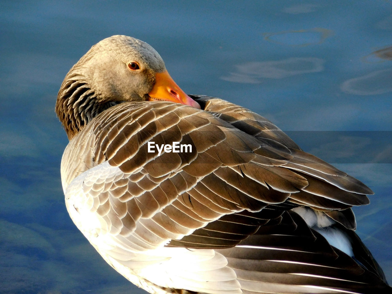 CLOSE-UP OF BIRD