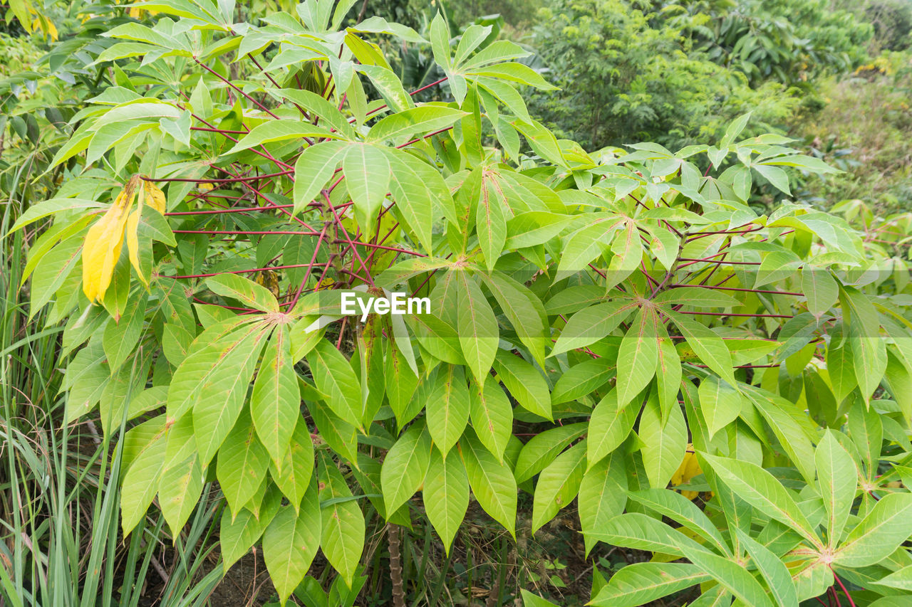 CLOSE-UP OF FRESH GREEN PLANTS IN FARM