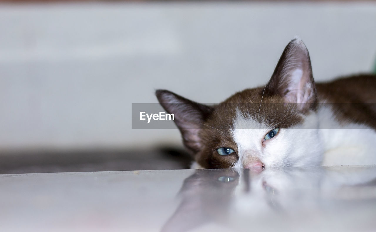 Close-up portrait of a cat