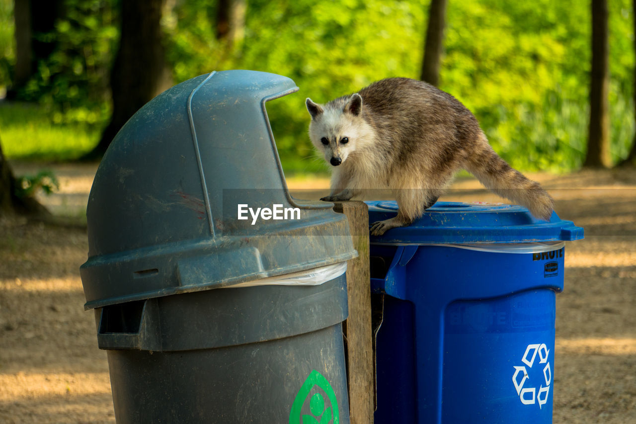 CAT ON GARBAGE BIN IN PARK