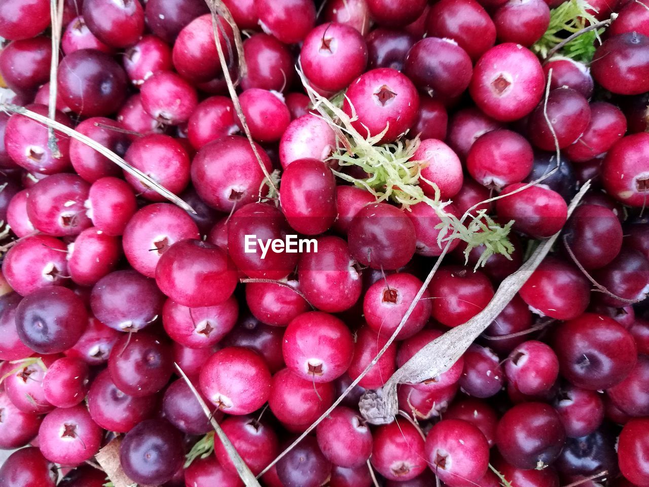 CLOSE-UP OF FRUITS FOR SALE