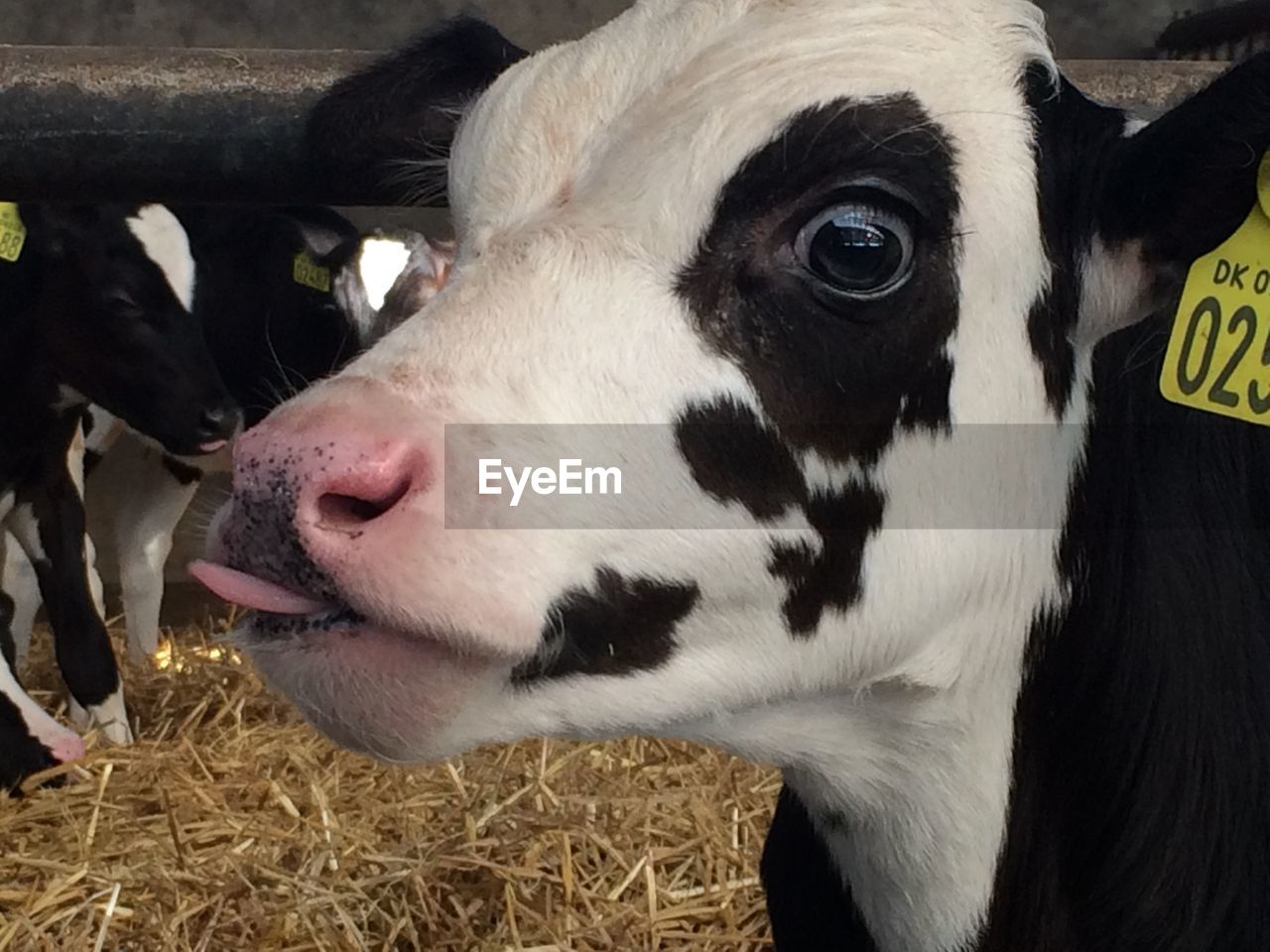 Close-up portrait of cute calf