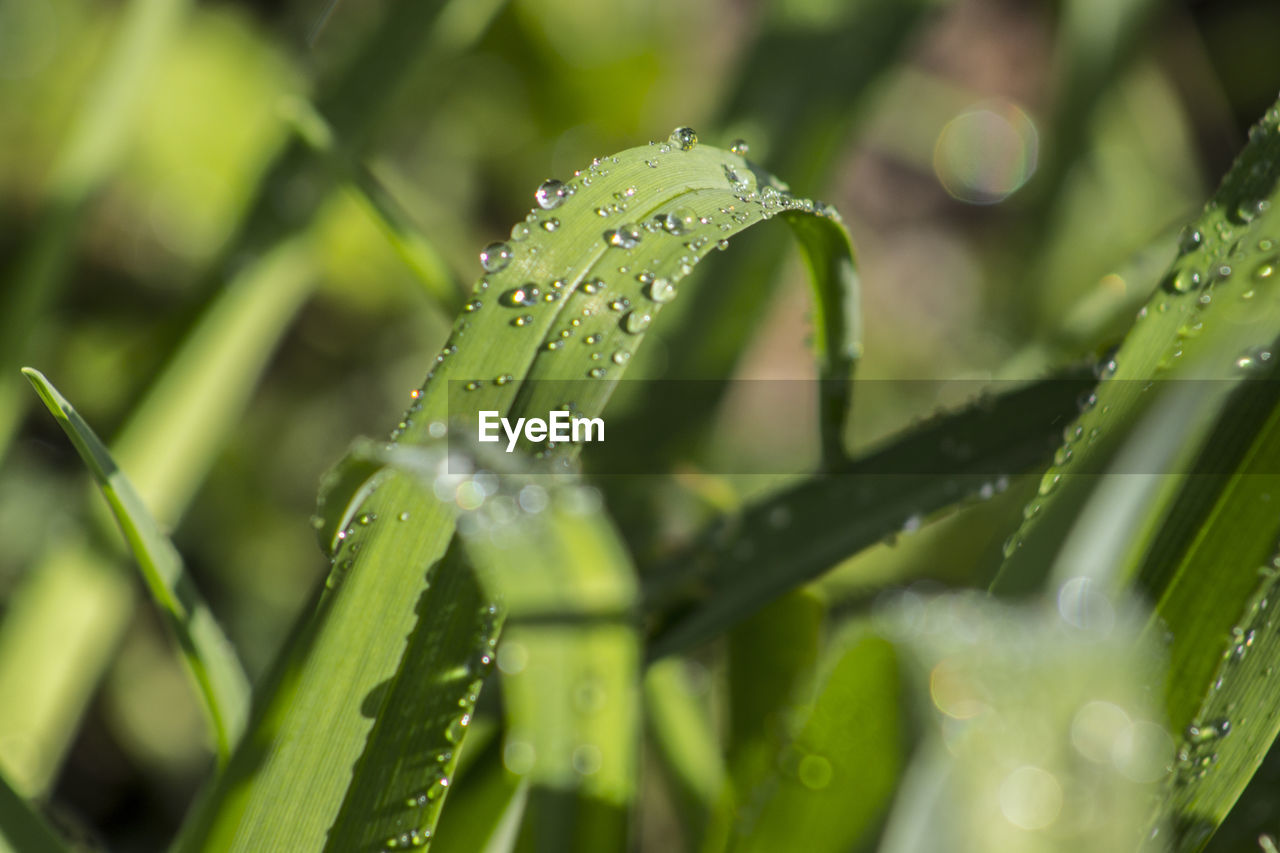 CLOSE-UP OF WET PLANTS