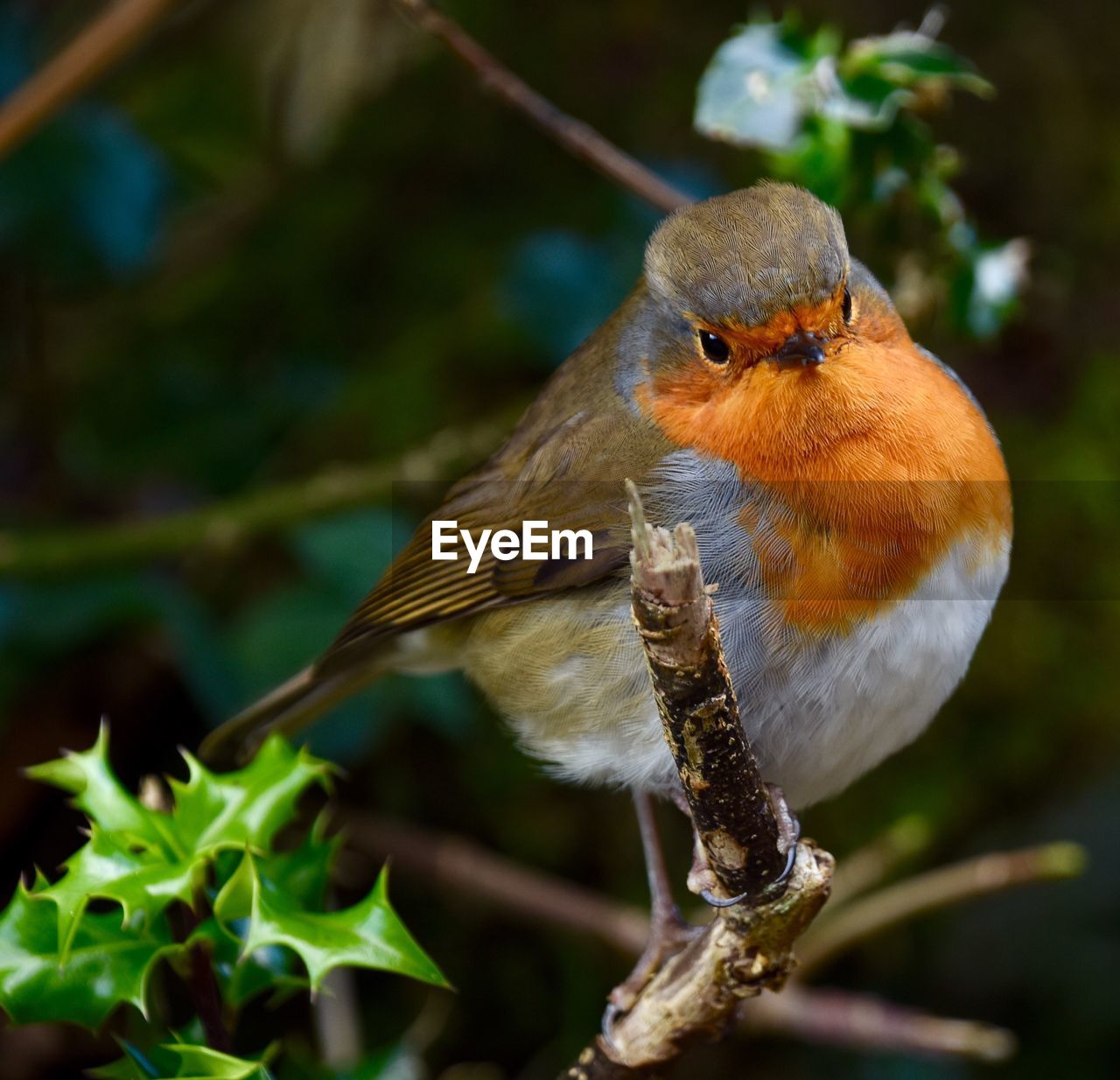 Close-up of robin perching on plant
