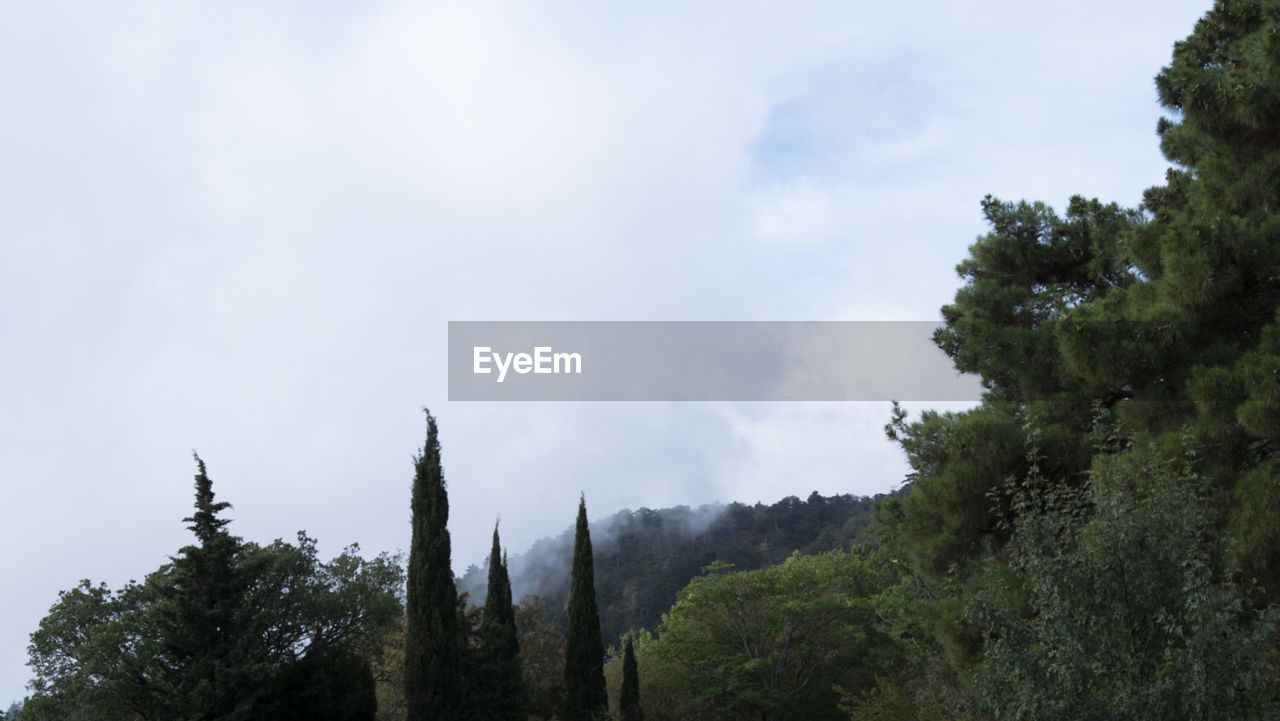 LOW ANGLE VIEW OF TREES AND MOUNTAINS AGAINST SKY