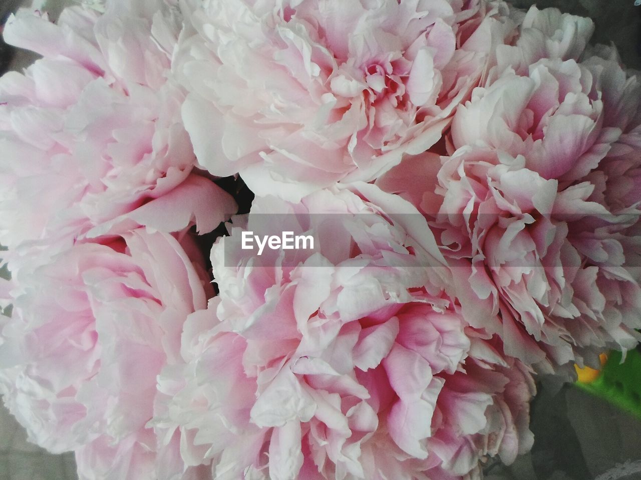 CLOSE-UP OF PINK FLOWERS