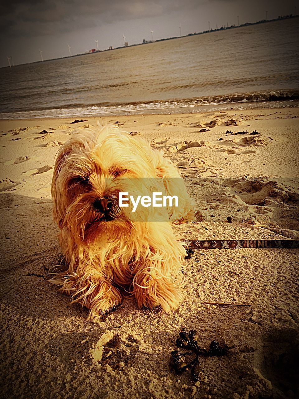 DOG ON SAND AT BEACH