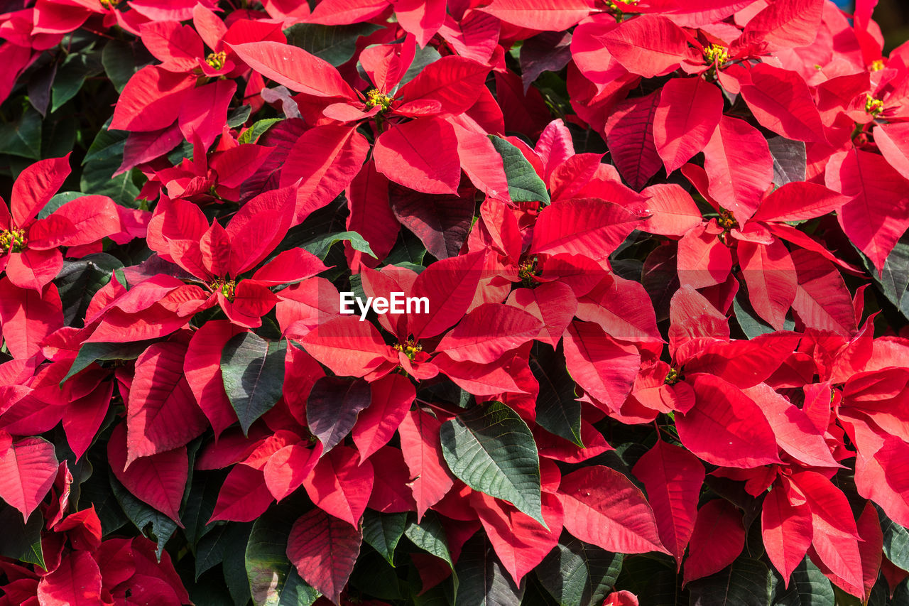 FULL FRAME SHOT OF RED FLOWERING LEAVES