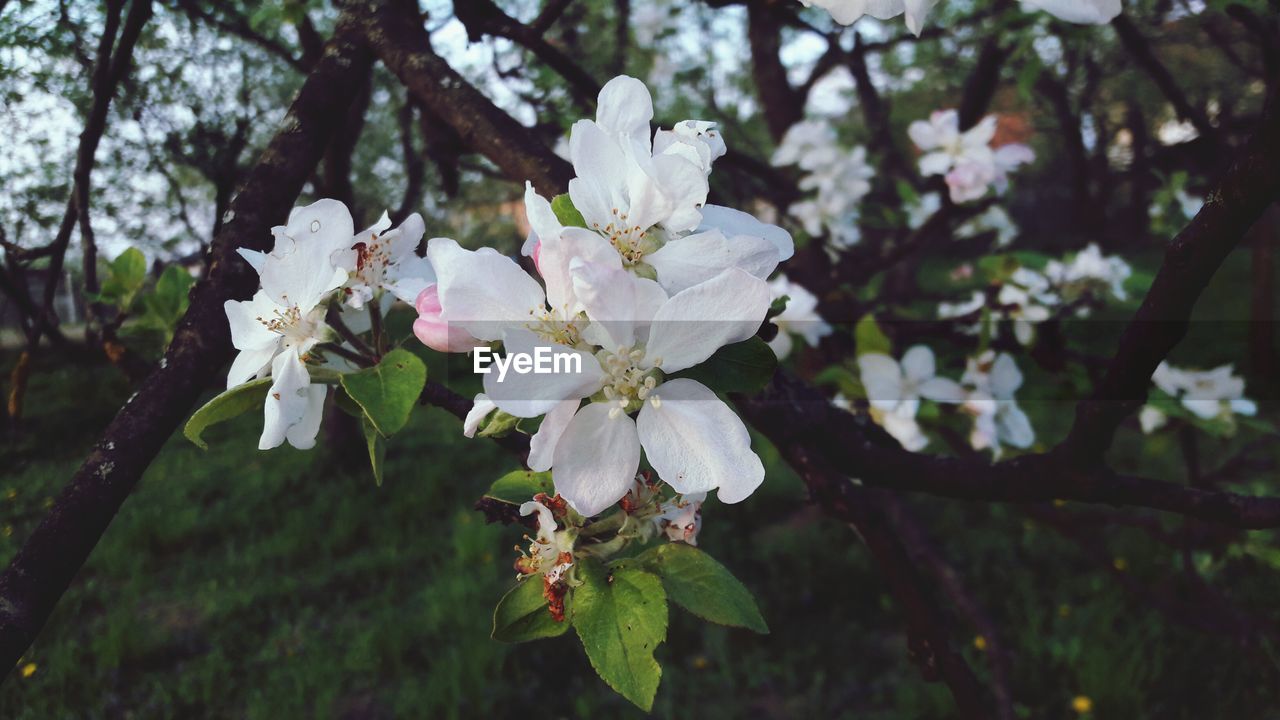 APPLE BLOSSOMS IN SPRING