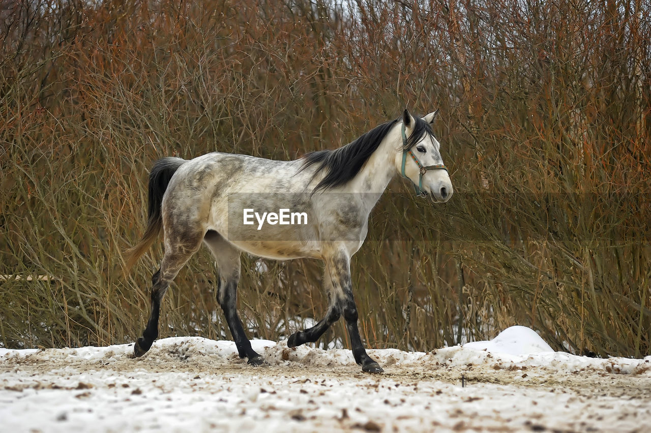 HORSE STANDING ON SNOW FIELD