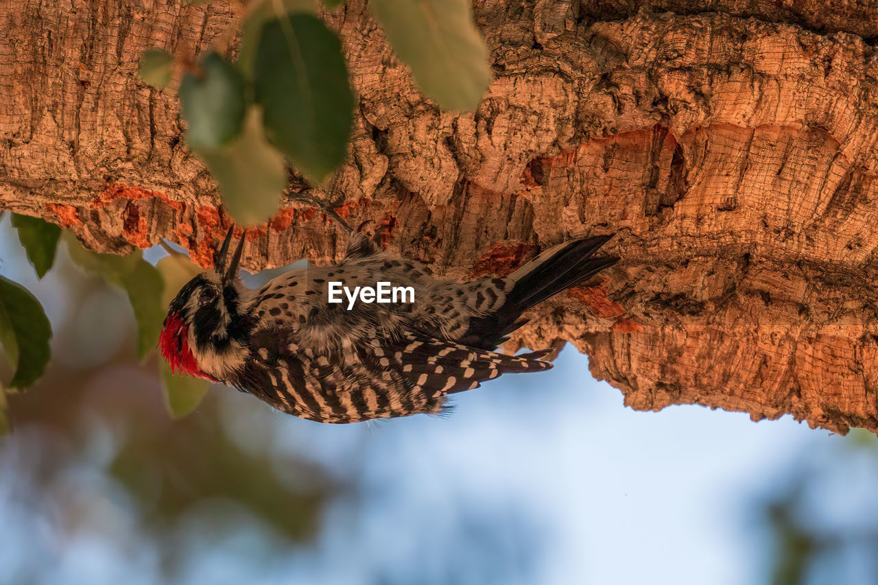 Close-up of woodpecker attached under tree