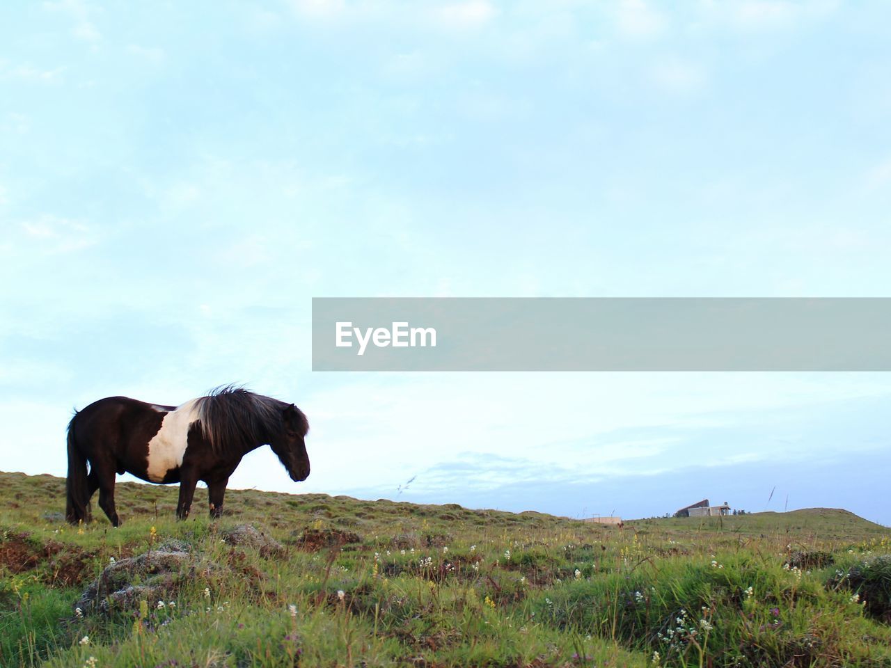 HORSE STANDING ON FIELD