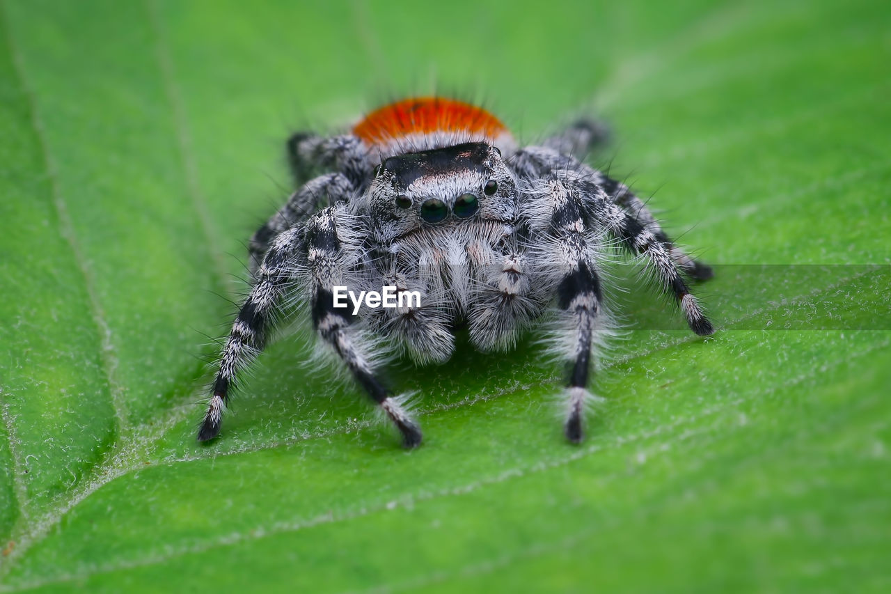 CLOSE-UP OF AN INSECT ON LEAF