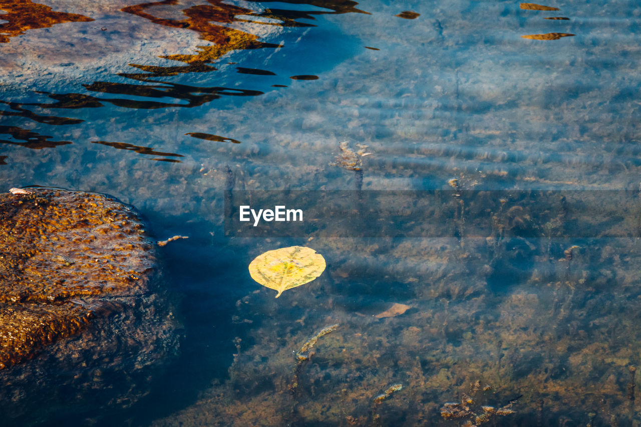 High angle view of jellyfish floating on water - outsider in / autumn colors