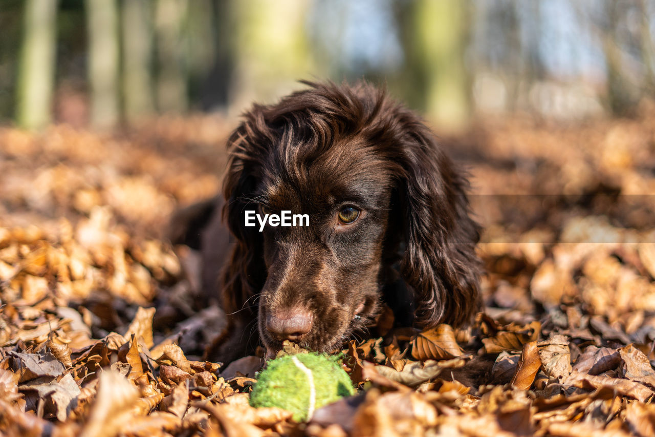 Cocker spaniel puppy. lying down in autumn leaves.