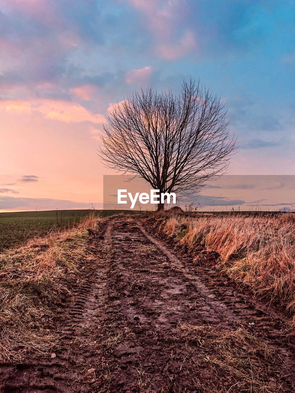 Bare tree on field against sky during sunset