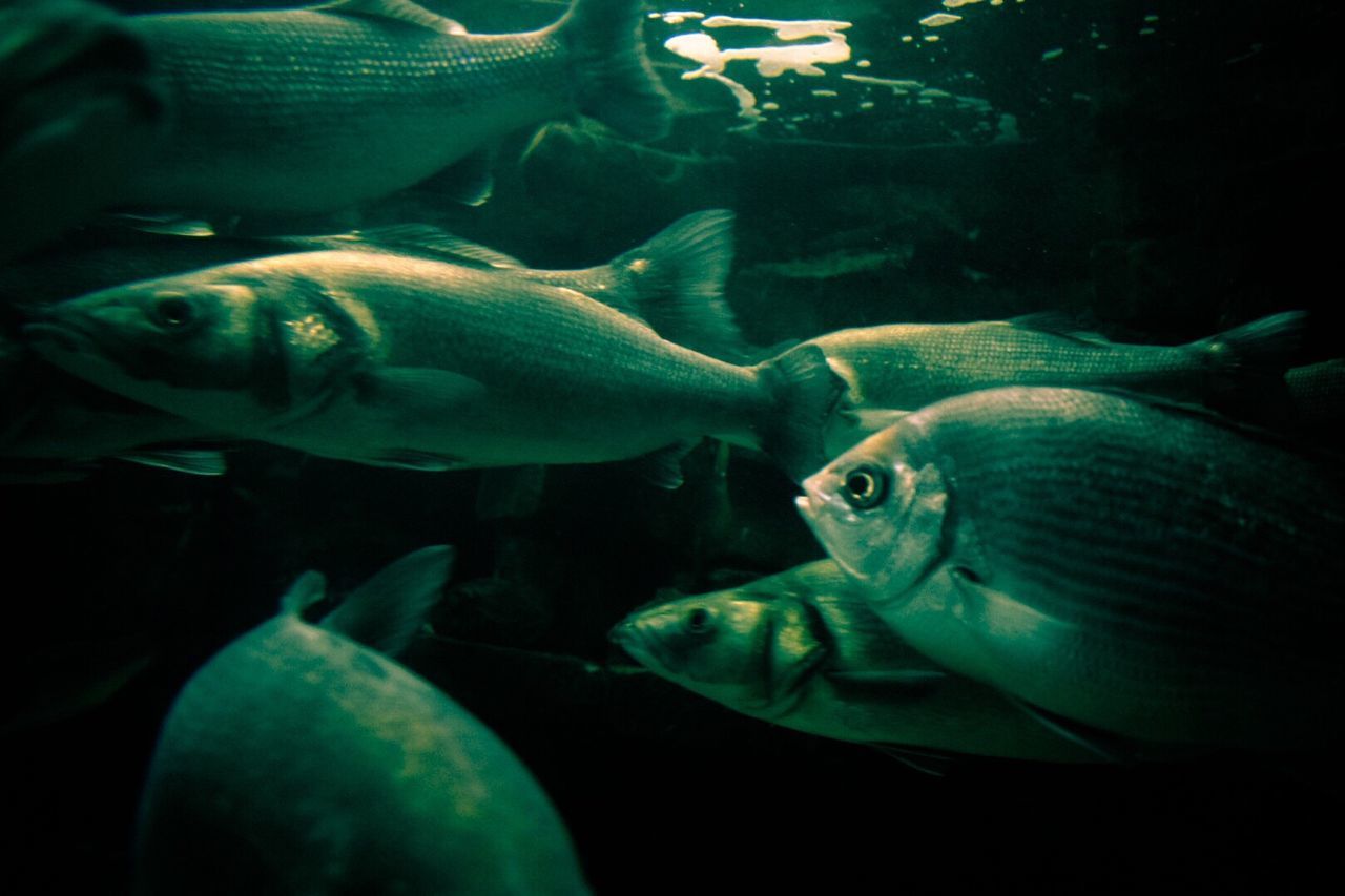 FISH UNDERWATER