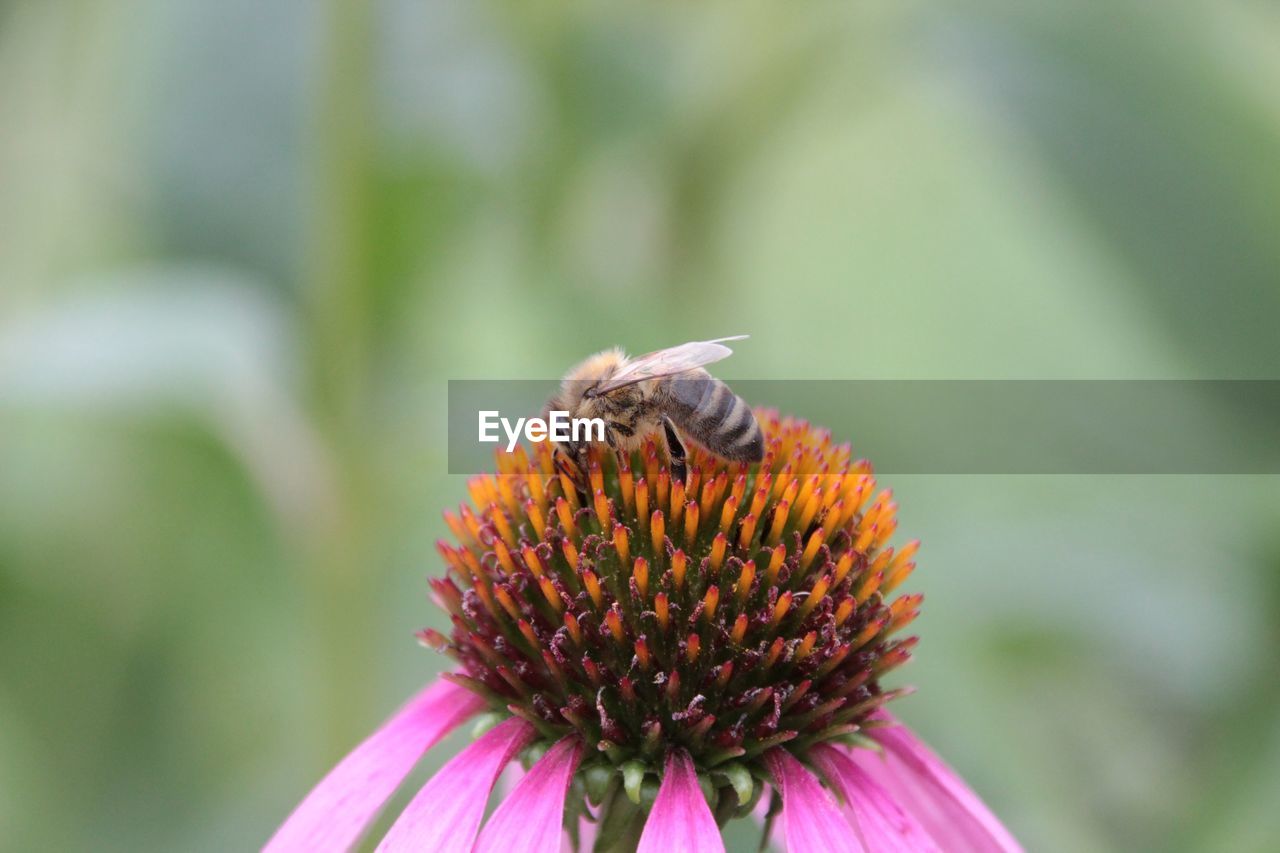 CLOSE-UP OF HONEY BEE ON PURPLE FLOWER