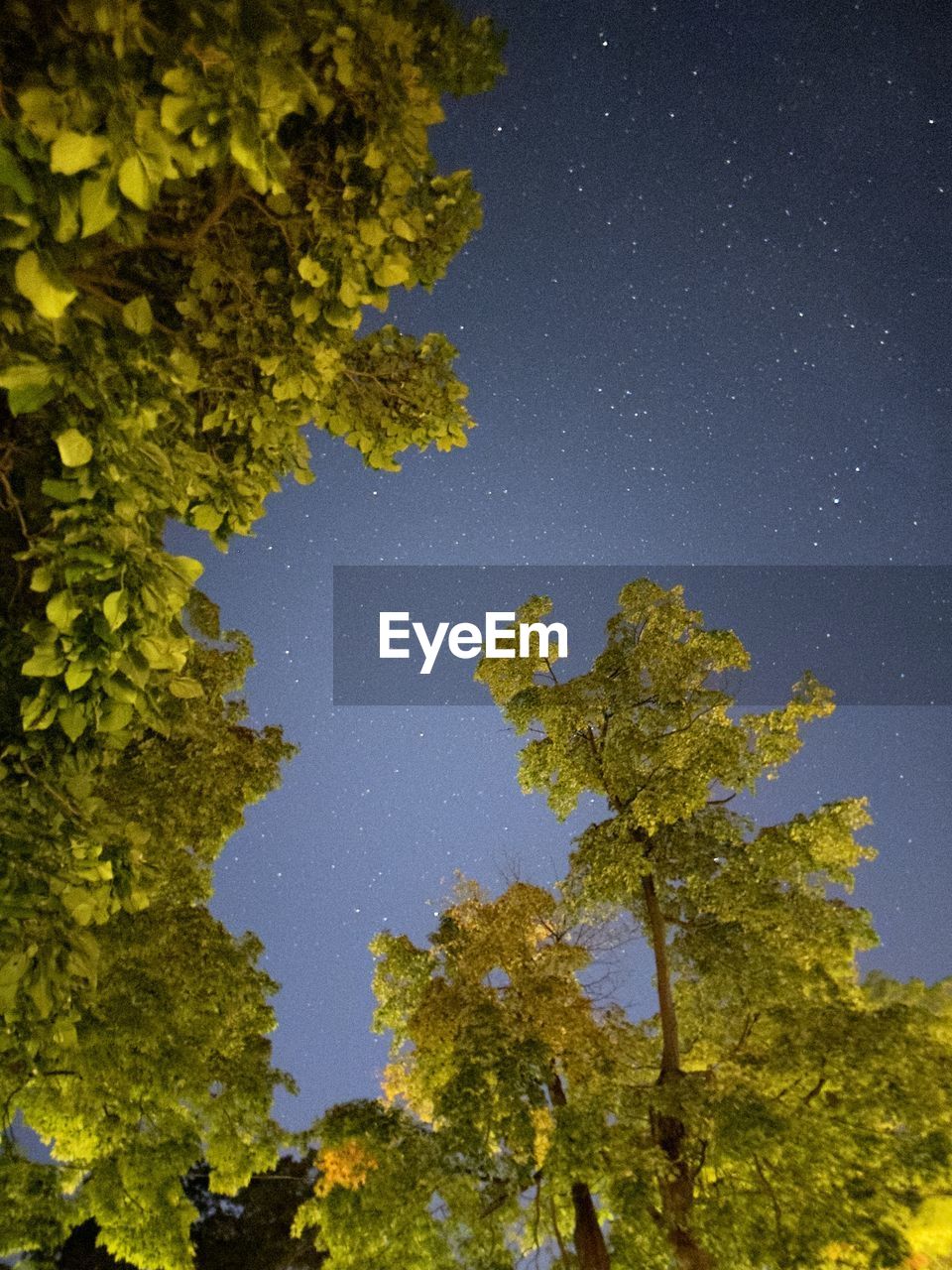 Low angle view of tree against sky at night