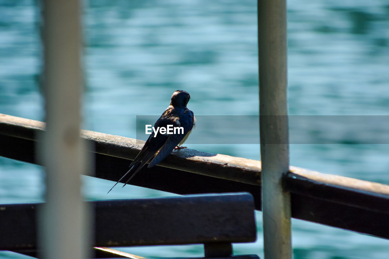 Bird perching on railing against lake plitvicka jezera