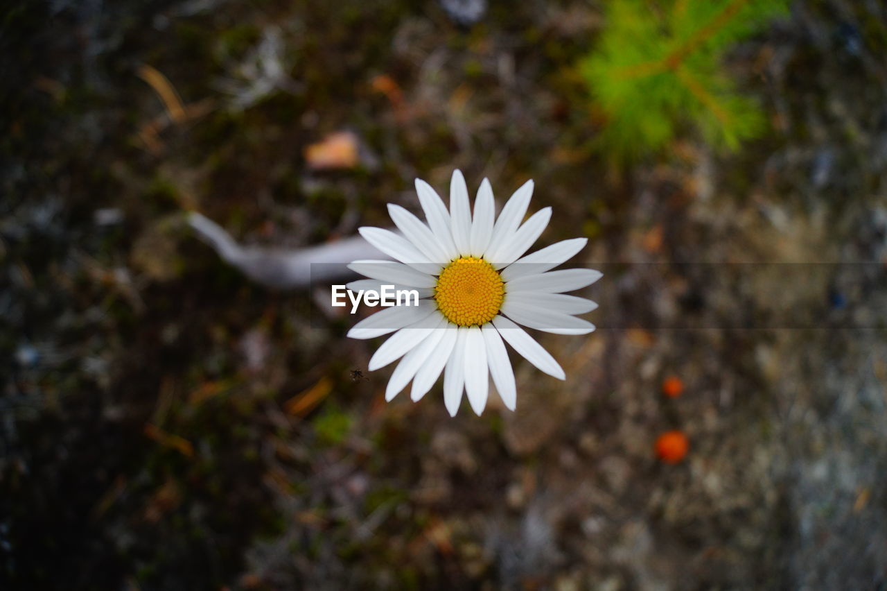 Close-up of white daisy blooming outdoors