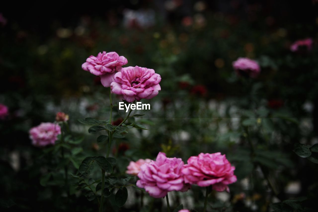 Close-up of pink rose